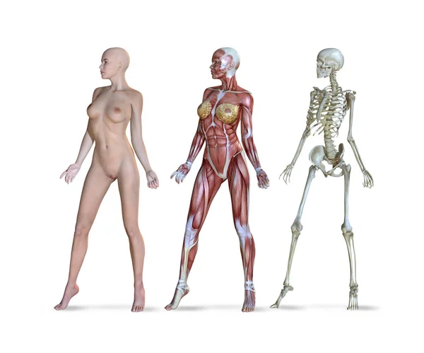 Visualizações de anatomia feminina — Fotografia de Stock