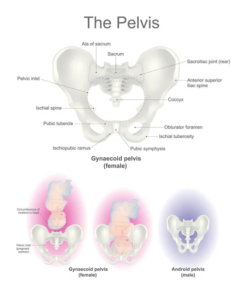 La pelvis. Órganos reproductivos Femel . — Vector de stock